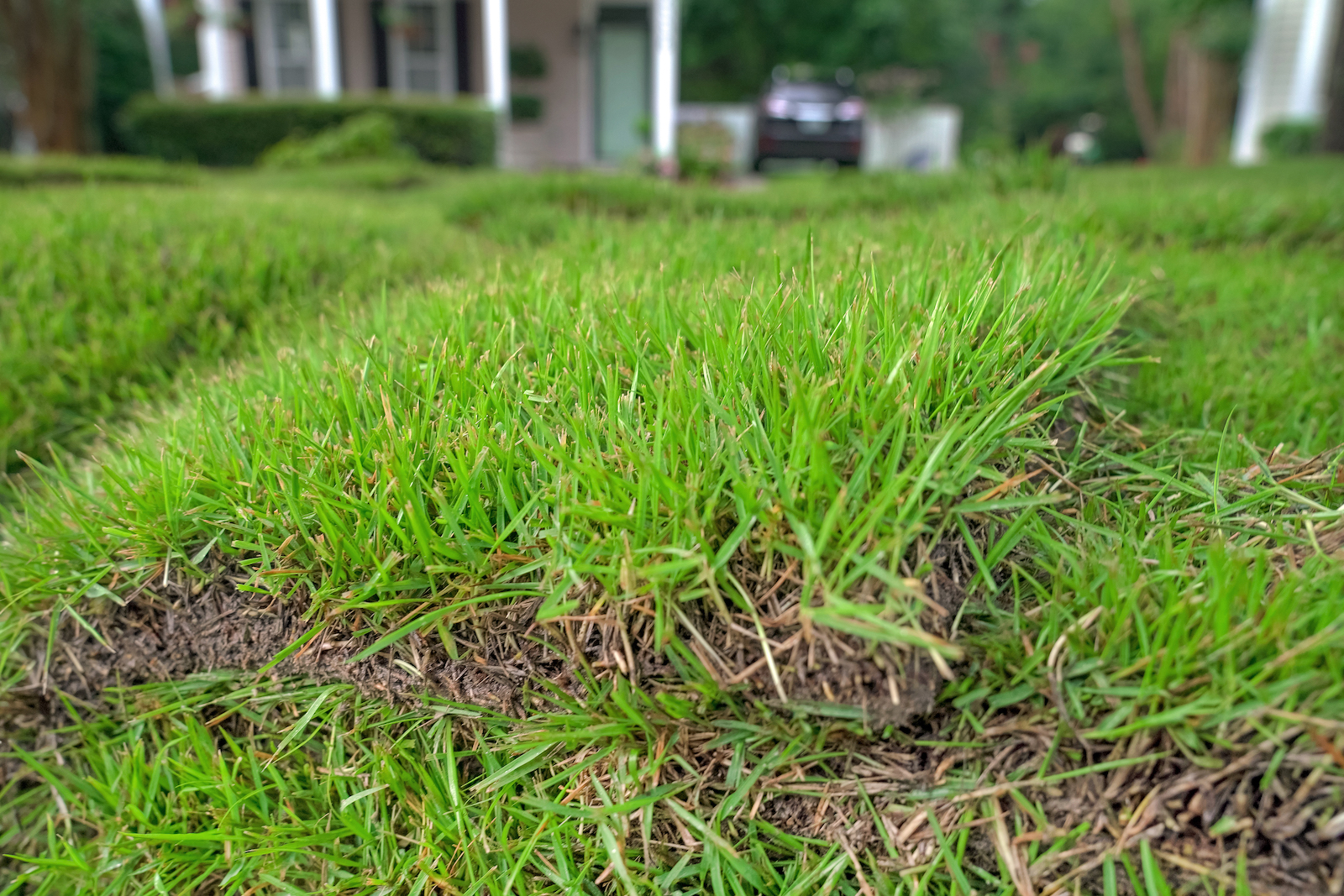 Zoysia Sod